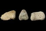 Composite Hadrosaur Finger - Alberta (Disposition #-) #100753-1